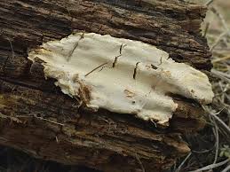 Attēlu rezultāti vaicājumam “Perenniporia medulla-panis”