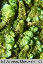 Attēlu rezultāti vaicājumam “Calypogeia azurea”