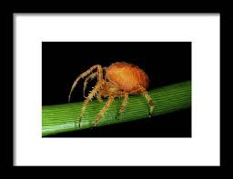 Attēlu rezultāti vaicājumam “Araneus quadratus”