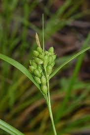 Attēlu rezultāti vaicājumam “Carex digitata fruit”