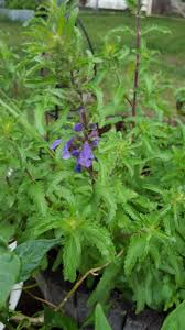 Image result for Dracocephalum moldavicum