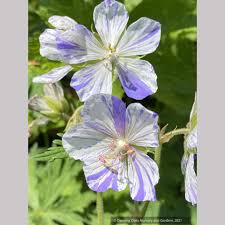 Image result for Geranium pratense