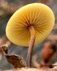 Attēlu rezultāti vaicājumam “Xeromphalina campanella”