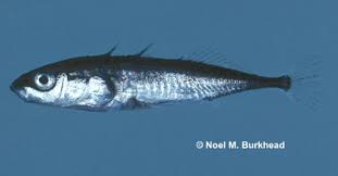 Attēlu rezultāti vaicājumam “Gasterosteus aculeatus”