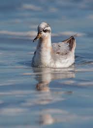 Attēlu rezultāti vaicājumam “Phalaropus fulicarius adult”