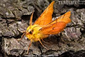 Attēlu rezultāti vaicājumam “Ennomos alniaria”