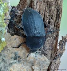 Attēlu rezultāti vaicājumam “Silpha obscura”