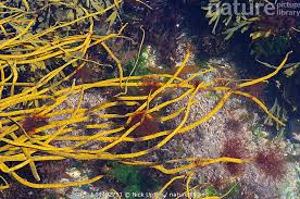 Attēlu rezultāti vaicājumam “Ceramium sp.”