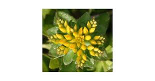 Attēlu rezultāti vaicājumam “Sedum aizoon flower”