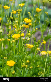 Attēlu rezultāti vaicājumam “Ranunculus lanuginosus bud”