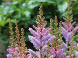 Attēlu rezultāti vaicājumam “Astilbe chinensis leaf”