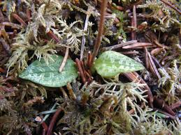 Attēlu rezultāti vaicājumam “Goodyera repens bud”