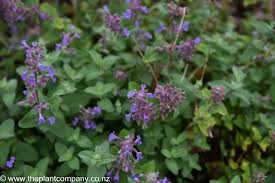 Image result for Nepeta cataria