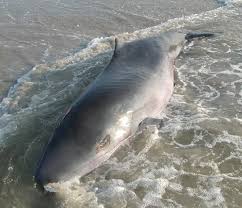 Image result for Kogia breviceps