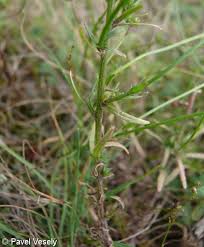 Attēlu rezultāti vaicājumam “Jasione montana leaf”