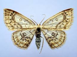 Attēlu rezultāti vaicājumam “Cyclophora annularia”