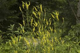 Attēlu rezultāti vaicājumam “Melilotus officinalis”
