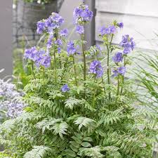 Image result for Polemonium coeruleum album