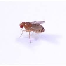 Attēlu rezultāti vaicājumam “Drosophila melanogaster”