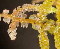 Attēlu rezultāti vaicājumam “Lepidozia reptans”