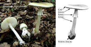 Attēlu rezultāti vaicājumam “Amanita phalloides”