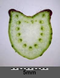 Attēlu rezultāti vaicājumam “Tussilago farfara fruit”