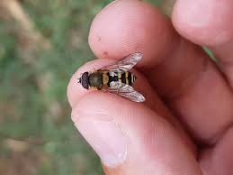 Attēlu rezultāti vaicājumam “Syrphus torvus”