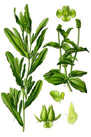 Attēlu rezultāti vaicājumam “Potamogeton perfoliatus flower”