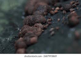 Attēlu rezultāti vaicājumam “Hypoxylon fuscum”