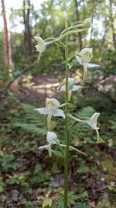 Attēlu rezultāti vaicājumam “Platanthera chlorantha”