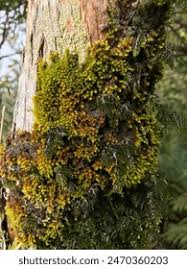 Attēlu rezultāti vaicājumam “Leucodon sciuroides”