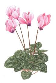 Image result for Cyclamen persicum