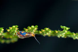 Attēlu rezultāti vaicājumam “Micropterigidae”