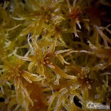 Attēlu rezultāti vaicājumam “Sphagnum fallax”