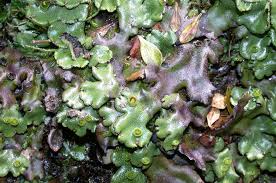 Image result for Marchantia polymorpha