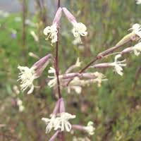 Attēlu rezultāti vaicājumam “Silene tatarica”