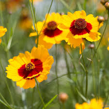 Image result for Coreopsis