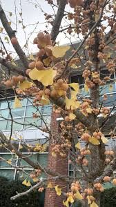 Attēlu rezultāti vaicājumam “Ginkgo biloba fruit”