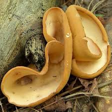 Attēlu rezultāti vaicājumam “Otidea bufonia”