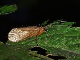 Attēlu rezultāti vaicājumam “Chaetopteryx villosa”