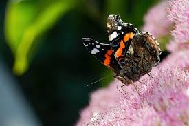 Attēlu rezultāti vaicājumam “Vanessa atalanta”