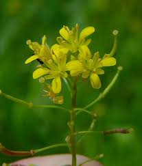 Attēlu rezultāti vaicājumam “Rorippa sylvestris flower”