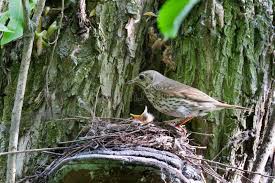 Attēlu rezultāti vaicājumam “Turdus philomelos nest”