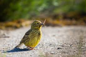 Attēlu rezultāti vaicājumam “Emberiza citrinella juvenile”