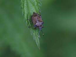 Attēlu rezultāti vaicājumam “Troilus luridus”