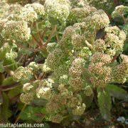 Attēlu rezultāti vaicājumam “Hylotelephium maximum”