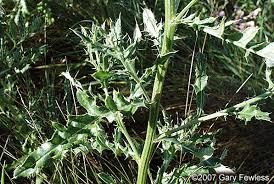 Attēlu rezultāti vaicājumam “Cirsium arvense leaf”