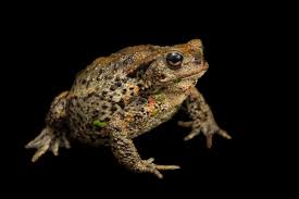 Attēlu rezultāti vaicājumam “Bufo bufo”