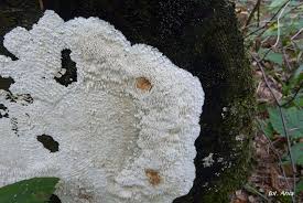 Attēlu rezultāti vaicājumam “Dentipellis fragilis”