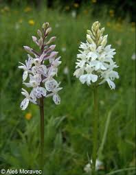 Attēlu rezultāti vaicājumam “Dactylorhiza fuchsii”
